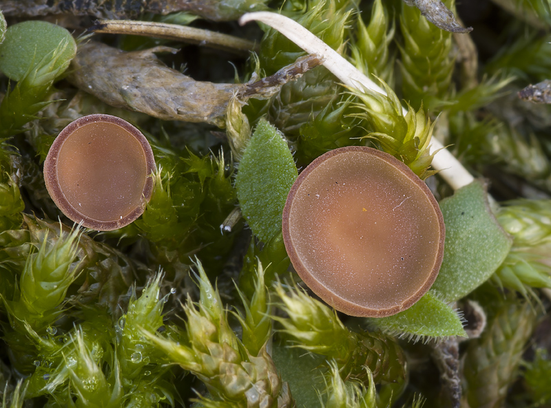 Sclerotinia trifoliorum